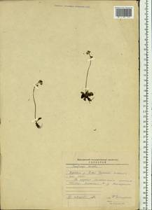 Micranthes nivalis (L.) Small, Siberia, Baikal & Transbaikal region (S4) (Russia)