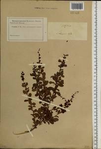 Berberis sibirica Pall., Siberia, Altai & Sayany Mountains (S2) (Russia)