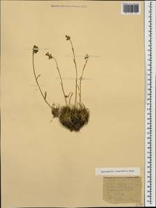 Gypsophila tenuifolia M. Bieb., Caucasus, Krasnodar Krai & Adygea (K1a) (Russia)