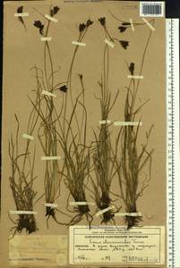 Carex eleusinoides Turcz. ex Kunth, Siberia, Chukotka & Kamchatka (S7) (Russia)