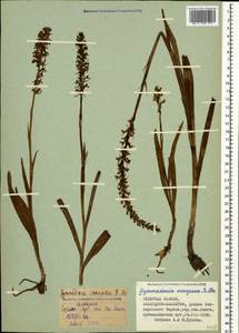 Gymnadenia conopsea (L.) R.Br., Caucasus, Stavropol Krai, Karachay-Cherkessia & Kabardino-Balkaria (K1b) (Russia)