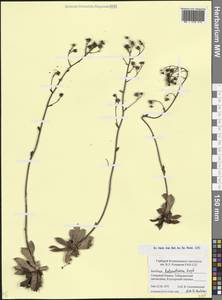 Saxifraga kolenatiana Regel, Caucasus, Stavropol Krai, Karachay-Cherkessia & Kabardino-Balkaria (K1b) (Russia)