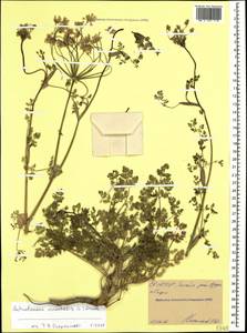 Astrodaucus orientalis (L.) Drude, Caucasus, North Ossetia, Ingushetia & Chechnya (K1c) (Russia)