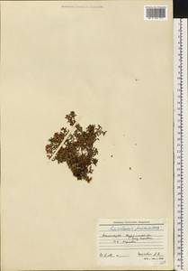 Kalmia procumbens (L.) Gift, Kron & P. F. Stevens, Eastern Europe, Northern region (E1) (Russia)