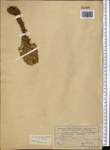 Orobanche gigantea (Beck) Gontsch., Middle Asia, Western Tian Shan & Karatau (M3) (Kazakhstan)