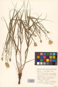 Gelasia ensifolia (M. Bieb.) Zaika, Sukhor. & N. Kilian, Eastern Europe, Lower Volga region (E9) (Russia)