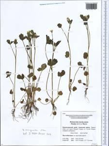 Ranunculus marginatus d'Urv., Caucasus, Krasnodar Krai & Adygea (K1a) (Russia)