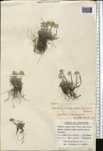 Leontopodium leontopodinum (DC.) Hand.-Mazz., Middle Asia, Pamir & Pamiro-Alai (M2) (Tajikistan)