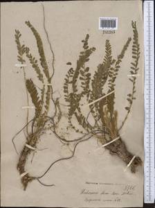 Astragalus macronyx Bunge, Middle Asia, Syr-Darian deserts & Kyzylkum (M7)