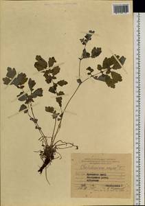 Chelidonium majus L., Siberia, Russian Far East (S6) (Russia)