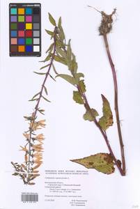 Campanula rapunculoides L., Eastern Europe, Central forest-and-steppe region (E6) (Russia)