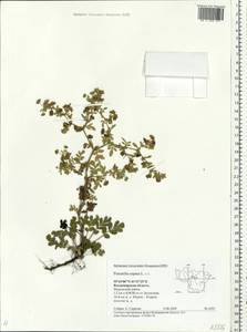 Potentilla supina L., Eastern Europe, Central region (E4) (Russia)