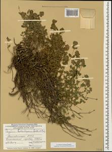 Thymus kotschyanus Boiss. & Hohen., Caucasus, Azerbaijan (K6) (Azerbaijan)