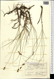 Carex divisa Huds., Caucasus, Azerbaijan (K6) (Azerbaijan)