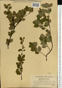 Betula humilis Schrank, Eastern Europe, West Ukrainian region (E13) (Ukraine)