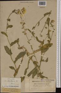 Biscutella cichoriifolia Loisel., Western Europe (EUR) (France)