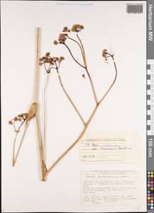 Ferula rubroarenosa Korovin, Middle Asia, Western Tian Shan & Karatau (M3) (Kyrgyzstan)