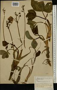 Menyanthes trifoliata L., Eastern Europe, Moscow region (E4a) (Russia)