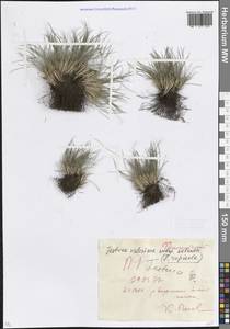 Festuca rupicola Heuff., Caucasus, North Ossetia, Ingushetia & Chechnya (K1c) (Russia)