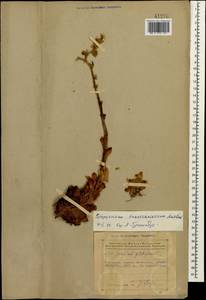 Sempervivum transcaucasicum Muirhead, Caucasus, Azerbaijan (K6) (Azerbaijan)