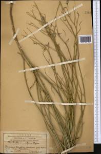 Chondrilla leiosperma Kar. & Kir., Middle Asia, Western Tian Shan & Karatau (M3) (Kazakhstan)