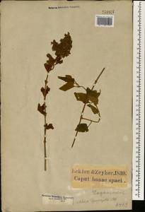 Buddleja dysophylla (Benth.) Phillips, Africa (AFR) (South Africa)