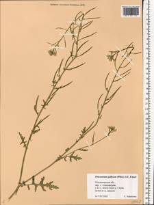 Erucastrum gallicum (Willd.) O.E.Schulz, Eastern Europe, Central region (E4) (Russia)