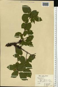 Ulmus minor subsp. minor, Eastern Europe, Central forest-and-steppe region (E6) (Russia)