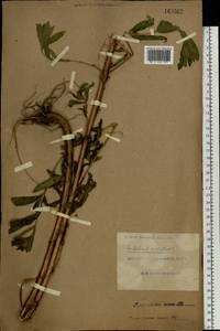 Epilobium hirsutum L., Eastern Europe, South Ukrainian region (E12) (Ukraine)