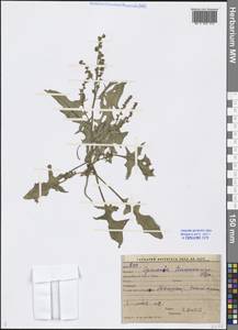 Spinacia oleracea subsp. turkestanica (Iljin) Del Guacchio & P. Caputo, Middle Asia, Syr-Darian deserts & Kyzylkum (M7) (Uzbekistan)