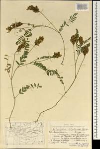 Astragalus tibetanus Benth. ex Bunge, Mongolia (MONG) (Mongolia)