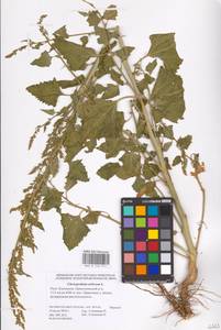 Oxybasis urbica (L.) S. Fuentes, Uotila & Borsch, Eastern Europe, Lower Volga region (E9) (Russia)