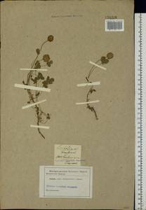 Trifolium fragiferum L., Eastern Europe, North Ukrainian region (E11) (Ukraine)