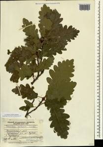 Quercus petraea (Matt.) Liebl., Caucasus, Dagestan (K2) (Russia)