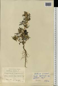 Xanthium spinosum L., Eastern Europe, South Ukrainian region (E12) (Ukraine)