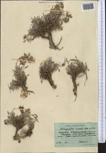 Astragalus nivalis Kar. & Kir., Middle Asia, Northern & Central Tian Shan (M4) (Kyrgyzstan)