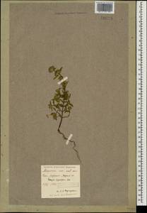 Galeopsis ladanum L., Caucasus, Stavropol Krai, Karachay-Cherkessia & Kabardino-Balkaria (K1b) (Russia)
