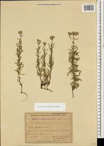 Achillea wilhelmsii K. Koch, Caucasus, Azerbaijan (K6) (Azerbaijan)