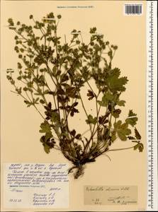 Potentilla recta subsp. obscura (Willd.) Arcang., Caucasus, North Ossetia, Ingushetia & Chechnya (K1c) (Russia)