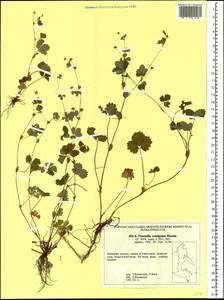 Potentilla centigrana Maxim., Siberia, Russian Far East (S6) (Russia)