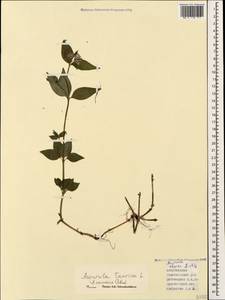 Asperula taurina L., Caucasus, Azerbaijan (K6) (Azerbaijan)
