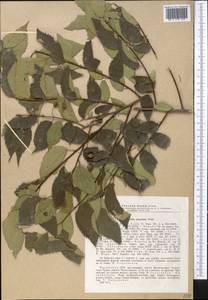Celtis australis subsp. caucasica (Willd.) C. C. Townsend, Middle Asia, Dzungarian Alatau & Tarbagatai (M5) (Kazakhstan)