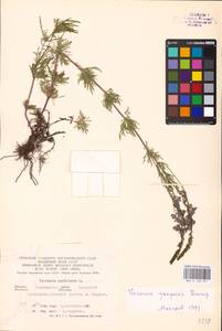 MHA 0 160 251, Veronica austriaca subsp. jacquinii (Baumg.) Watzl, Eastern Europe, Central forest-and-steppe region (E6) (Russia)