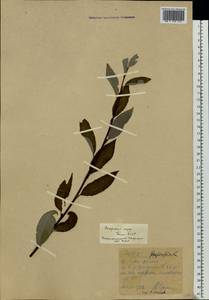 Salix phylicifolia L., Eastern Europe, Northern region (E1) (Russia)