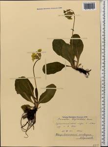 Primula ruprechtii Kusnezowa ex Lipsky, Caucasus, North Ossetia, Ingushetia & Chechnya (K1c) (Russia)