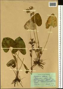 Ligularia sibirica (L.) Cass., Siberia, Altai & Sayany Mountains (S2) (Russia)