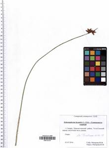 Schoenoplectus lacustris (L.) Palla, Eastern Europe, Middle Volga region (E8) (Russia)