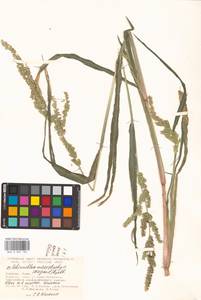 Echinochloa muricata (P.Beauv.) Fernald, Eastern Europe, North Ukrainian region (E11) (Ukraine)