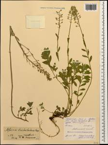 Alyssum trichostachyum Rupr., Caucasus, North Ossetia, Ingushetia & Chechnya (K1c) (Russia)