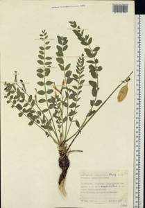 Astragalus longipetalus Chater, Eastern Europe, Lower Volga region (E9) (Russia)